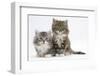 Two Maine Coon Kittens, 8 Weeks-Mark Taylor-Framed Photographic Print