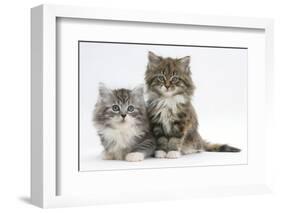 Two Maine Coon Kittens, 8 Weeks-Mark Taylor-Framed Photographic Print