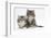 Two Maine Coon Kittens, 8 Weeks-Mark Taylor-Framed Photographic Print