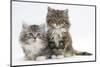 Two Maine Coon Kittens, 8 Weeks-Mark Taylor-Mounted Photographic Print