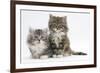 Two Maine Coon Kittens, 8 Weeks-Mark Taylor-Framed Photographic Print