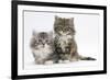 Two Maine Coon Kittens, 8 Weeks-Mark Taylor-Framed Photographic Print