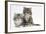 Two Maine Coon Kittens, 8 Weeks-Mark Taylor-Framed Photographic Print