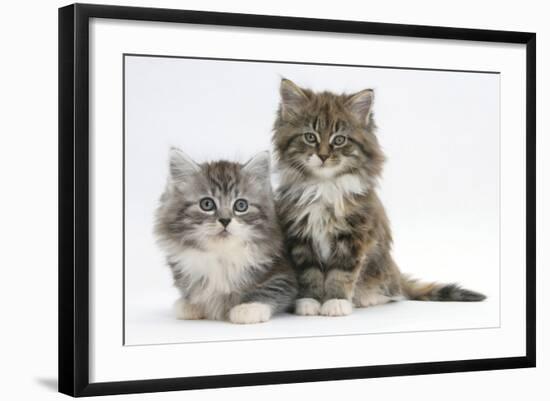 Two Maine Coon Kittens, 8 Weeks-Mark Taylor-Framed Photographic Print