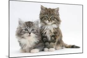 Two Maine Coon Kittens, 8 Weeks-Mark Taylor-Mounted Photographic Print