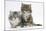 Two Maine Coon Kittens, 8 Weeks-Mark Taylor-Mounted Photographic Print