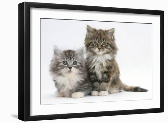 Two Maine Coon Kittens, 8 Weeks-Mark Taylor-Framed Photographic Print