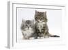 Two Maine Coon Kittens, 8 Weeks-Mark Taylor-Framed Photographic Print