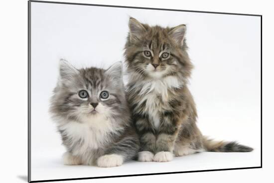 Two Maine Coon Kittens, 8 Weeks-Mark Taylor-Mounted Photographic Print