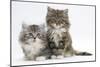 Two Maine Coon Kittens, 8 Weeks-Mark Taylor-Mounted Photographic Print
