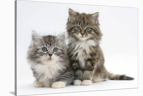 Two Maine Coon Kittens, 8 Weeks-Mark Taylor-Stretched Canvas