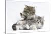 Two Maine Coon Kittens, 8 Weeks-Mark Taylor-Stretched Canvas