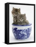 Two Maine Coon Kittens in a Blue China Pot-Mark Taylor-Framed Stretched Canvas