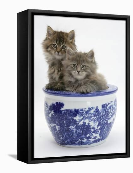 Two Maine Coon Kittens in a Blue China Pot-Mark Taylor-Framed Stretched Canvas