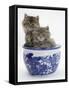 Two Maine Coon Kittens in a Blue China Pot-Mark Taylor-Framed Stretched Canvas