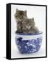 Two Maine Coon Kittens in a Blue China Pot-Mark Taylor-Framed Stretched Canvas