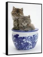 Two Maine Coon Kittens in a Blue China Pot-Mark Taylor-Framed Stretched Canvas