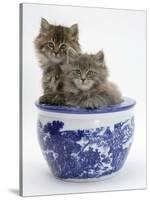 Two Maine Coon Kittens in a Blue China Pot-Mark Taylor-Stretched Canvas