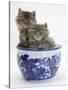 Two Maine Coon Kittens in a Blue China Pot-Mark Taylor-Stretched Canvas