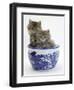 Two Maine Coon Kittens in a Blue China Pot-Mark Taylor-Framed Premium Photographic Print