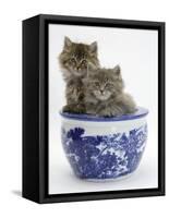 Two Maine Coon Kittens in a Blue China Pot-Mark Taylor-Framed Stretched Canvas