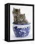 Two Maine Coon Kittens in a Blue China Pot-Mark Taylor-Framed Stretched Canvas