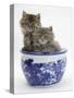 Two Maine Coon Kittens in a Blue China Pot-Mark Taylor-Stretched Canvas