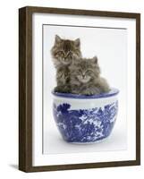 Two Maine Coon Kittens in a Blue China Pot-Mark Taylor-Framed Photographic Print