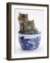 Two Maine Coon Kittens in a Blue China Pot-Mark Taylor-Framed Photographic Print