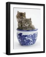 Two Maine Coon Kittens in a Blue China Pot-Mark Taylor-Framed Photographic Print