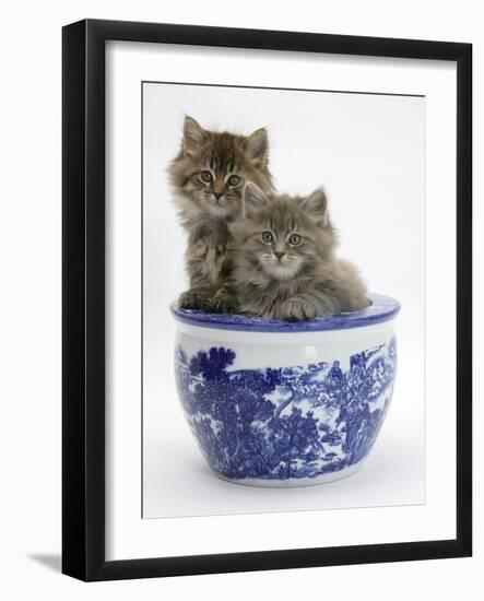 Two Maine Coon Kittens in a Blue China Pot-Mark Taylor-Framed Photographic Print