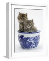 Two Maine Coon Kittens in a Blue China Pot-Mark Taylor-Framed Photographic Print