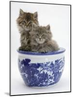 Two Maine Coon Kittens in a Blue China Pot-Mark Taylor-Mounted Photographic Print