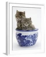 Two Maine Coon Kittens in a Blue China Pot-Mark Taylor-Framed Photographic Print