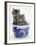 Two Maine Coon Kittens in a Blue China Pot-Mark Taylor-Framed Photographic Print