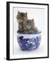 Two Maine Coon Kittens in a Blue China Pot-Mark Taylor-Framed Photographic Print