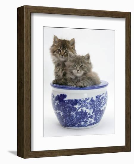 Two Maine Coon Kittens in a Blue China Pot-Mark Taylor-Framed Photographic Print