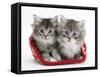 Two Maine Coon Kittens in a Christmas Hat-Mark Taylor-Framed Stretched Canvas