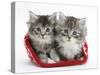 Two Maine Coon Kittens in a Christmas Hat-Mark Taylor-Stretched Canvas