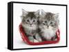 Two Maine Coon Kittens in a Christmas Hat-Mark Taylor-Framed Stretched Canvas