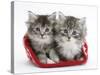 Two Maine Coon Kittens in a Christmas Hat-Mark Taylor-Stretched Canvas