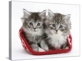 Two Maine Coon Kittens in a Christmas Hat-Mark Taylor-Stretched Canvas