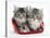 Two Maine Coon Kittens in a Christmas Hat-Mark Taylor-Stretched Canvas