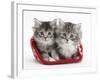 Two Maine Coon Kittens in a Christmas Hat-Mark Taylor-Framed Photographic Print