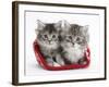 Two Maine Coon Kittens in a Christmas Hat-Mark Taylor-Framed Photographic Print