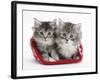 Two Maine Coon Kittens in a Christmas Hat-Mark Taylor-Framed Photographic Print