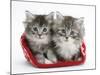 Two Maine Coon Kittens in a Christmas Hat-Mark Taylor-Mounted Photographic Print