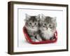 Two Maine Coon Kittens in a Christmas Hat-Mark Taylor-Framed Photographic Print