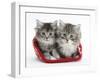 Two Maine Coon Kittens in a Christmas Hat-Mark Taylor-Framed Photographic Print