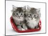 Two Maine Coon Kittens in a Christmas Hat-Mark Taylor-Mounted Photographic Print